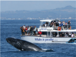 whales-in-paradise-gold-coast-whale-watching-pty-ltd