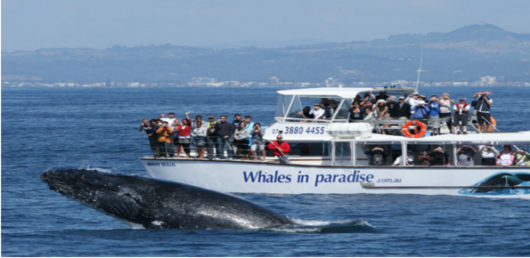 Whales in Paradise Gold Coast Whale Watching pty ltd
